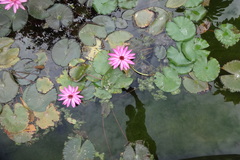 Nymphaea rubra